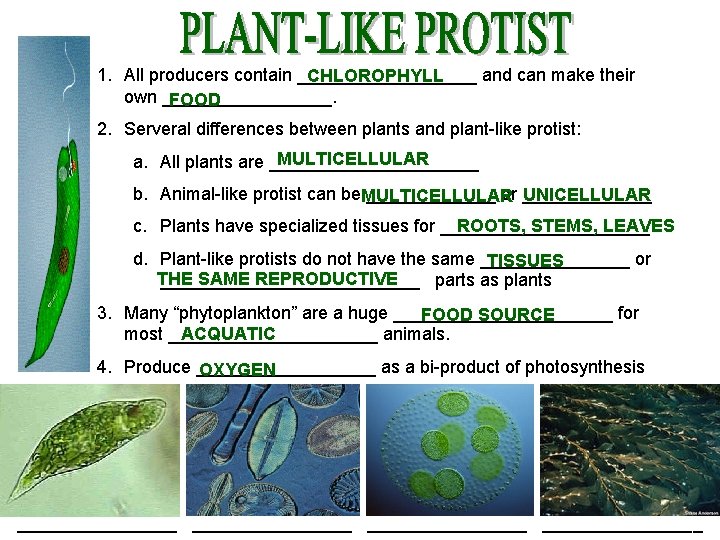 1. All producers contain _________ and can make their CHLOROPHYLL own _________. FOOD 2.