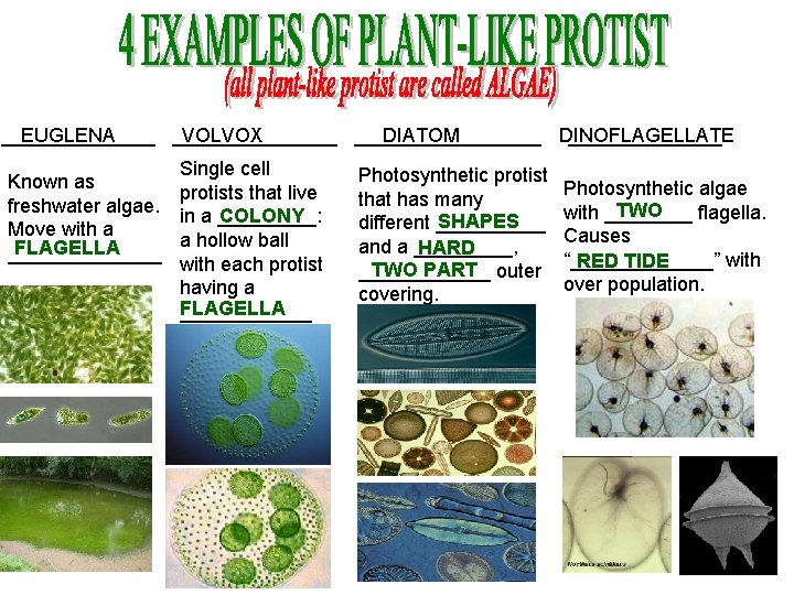 _______ EUGLENA ________ VOLVOX _________ DIATOM DINOFLAGELLATE _______ Single cell Known as protists that