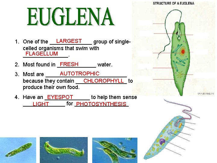 LARGEST 1. One of the _______ group of singlecelled organisms that swim with FLAGELLUM