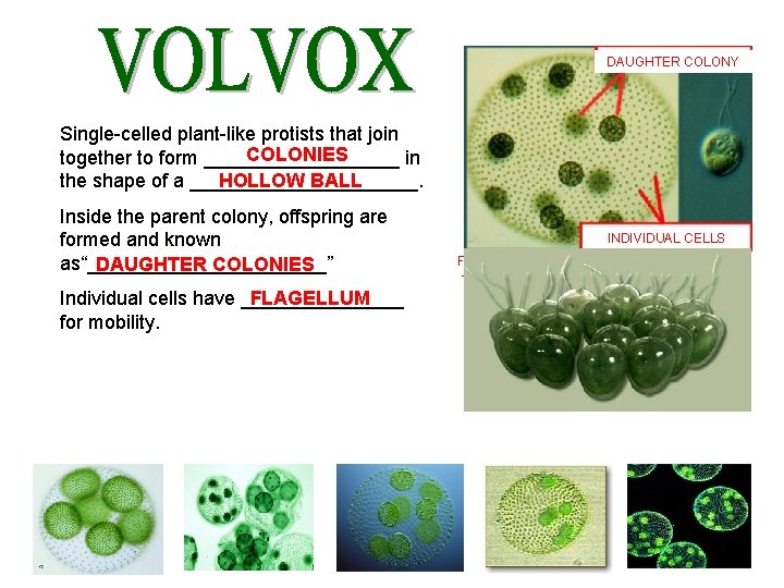 DAUGHTER COLONY Single-celled plant-like protists that join COLONIES together to form _________ in HOLLOW