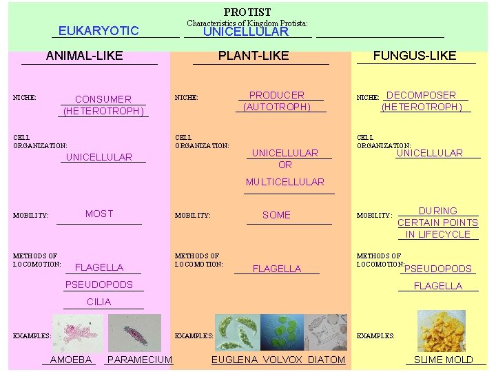 PROTIST EUKARYOTIC ________________ ANIMAL-LIKE _________________ CONSUMER _________________ NICHE: Characteristics of Kingdom Protista: UNICELLULAR _______________________________