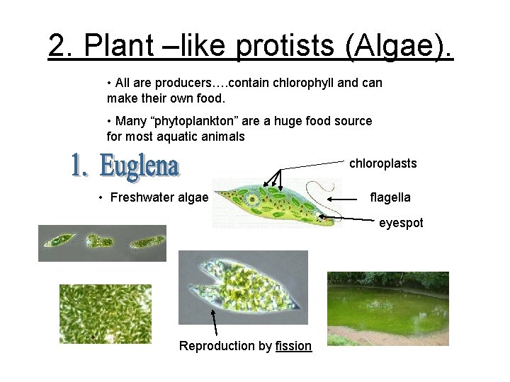 2. Plant –like protists (Algae). • All are producers…. contain chlorophyll and can make