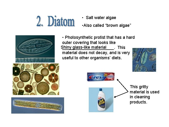  • Salt water algae • Also called “brown algae” • Photosynthetic protist that