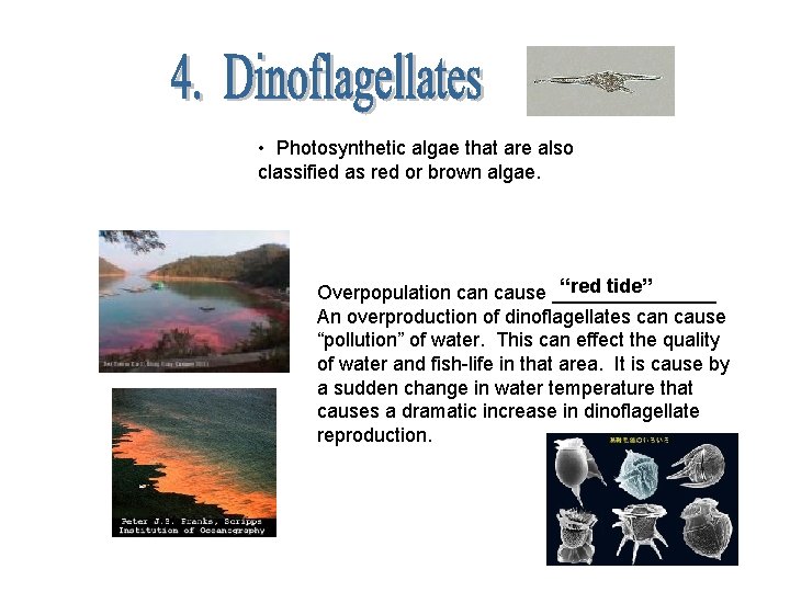  • Photosynthetic algae that are also classified as red or brown algae. “red