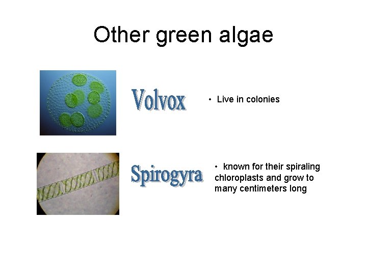 Other green algae • Live in colonies • known for their spiraling chloroplasts and