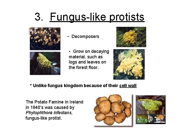 3. Fungus-like protists • Decomposers • Grow on decaying material, such as logs and