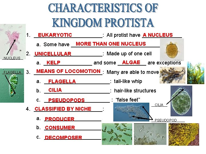EUKARYOTIC A NUCLEUS 1. ____________: All protist have _______ MORE THAN ONE NUCLEUS a.