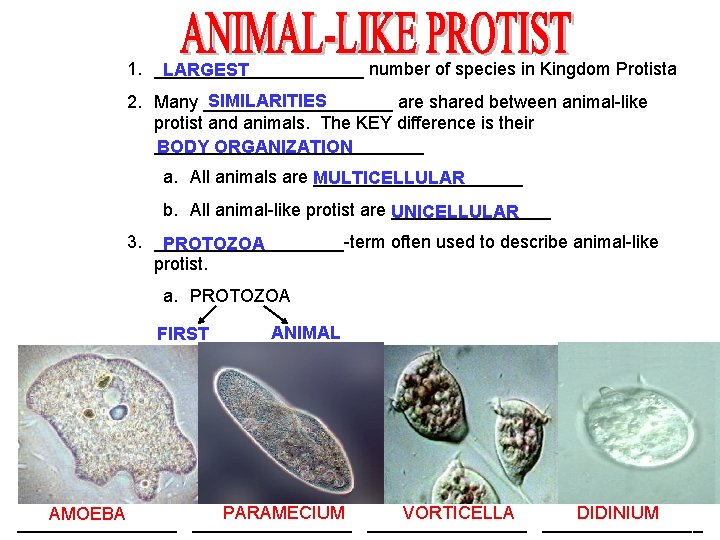 1. ___________ number of species in Kingdom Protista LARGEST SIMILARITIES 2. Many __________ are