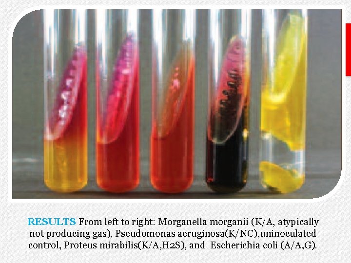 RESULTS From left to right: Morganella morganii (K/A, atypically not producing gas), Pseudomonas aeruginosa(K/NC),