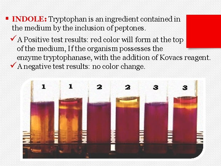 § INDOLE: Tryptophan is an ingredient contained in the medium by the inclusion of