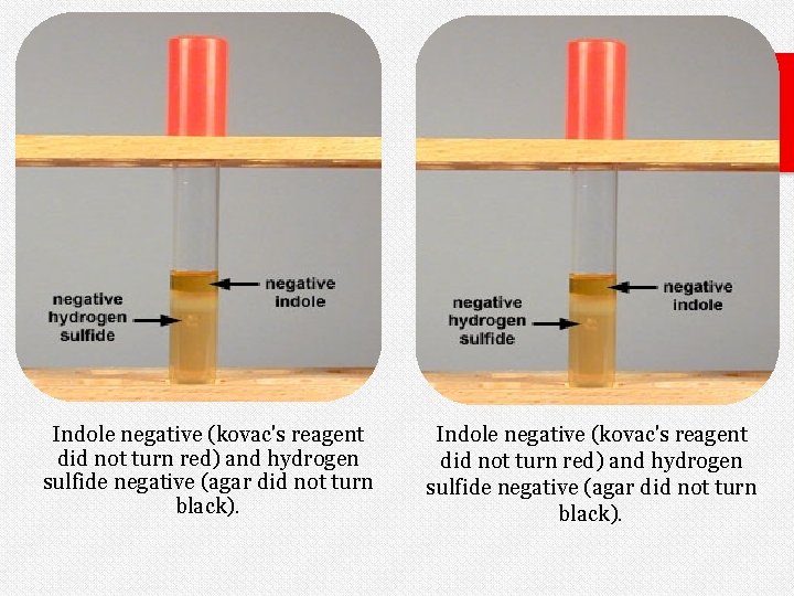 Indole negative (kovac's reagent did not turn red) and hydrogen sulfide negative (agar did