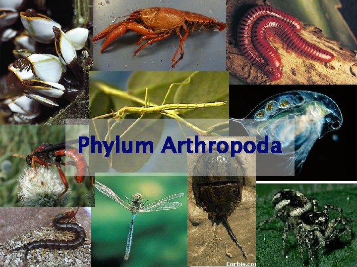 Phylum Arthropoda 1 