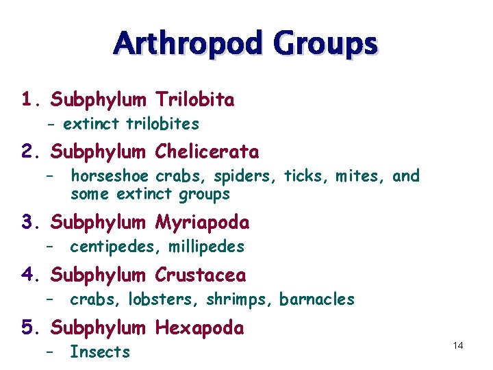 Arthropod Groups 1. Subphylum Trilobita - extinct trilobites 2. Subphylum Chelicerata – horseshoe crabs,