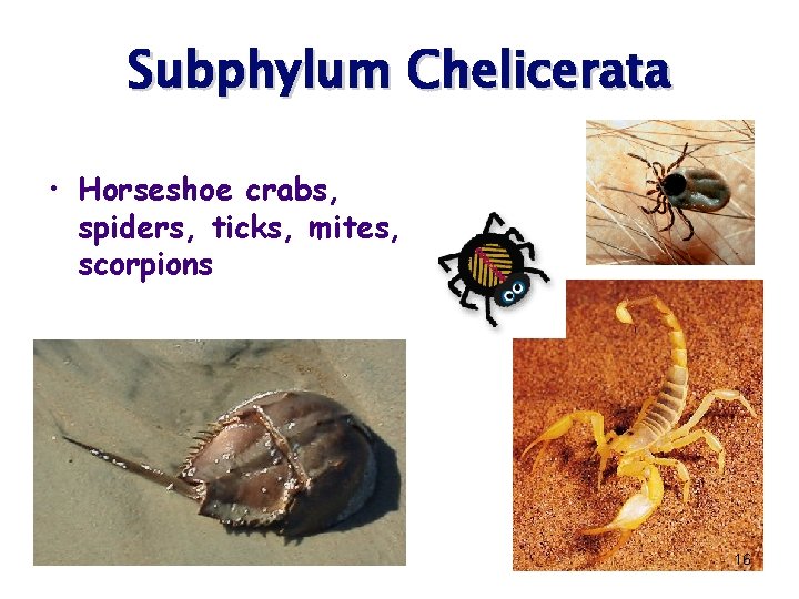 Subphylum Chelicerata • Horseshoe crabs, spiders, ticks, mites, scorpions 16 