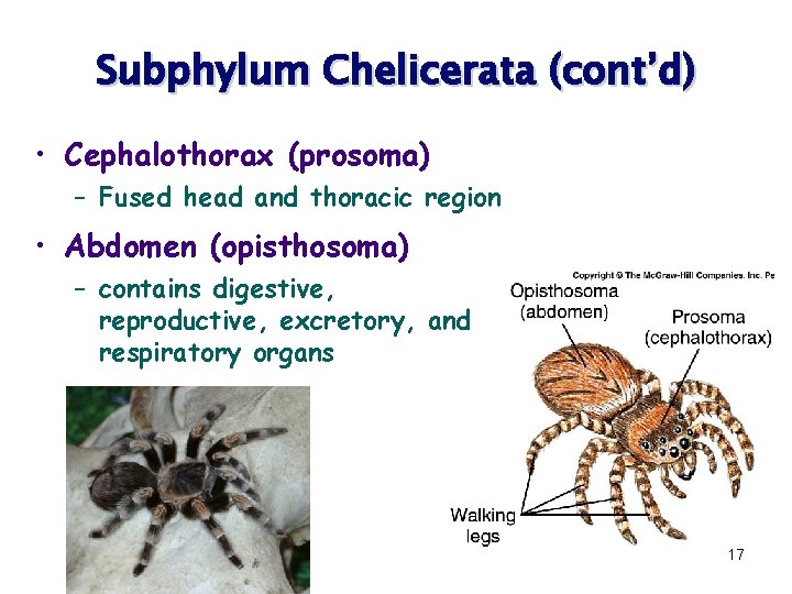 Subphylum Chelicerata (cont’d) • Cephalothorax (prosoma) – Fused head and thoracic region • Abdomen