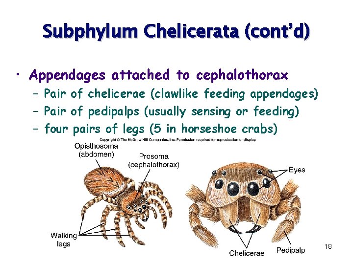Subphylum Chelicerata (cont’d) • Appendages attached to cephalothorax – Pair of chelicerae (clawlike feeding