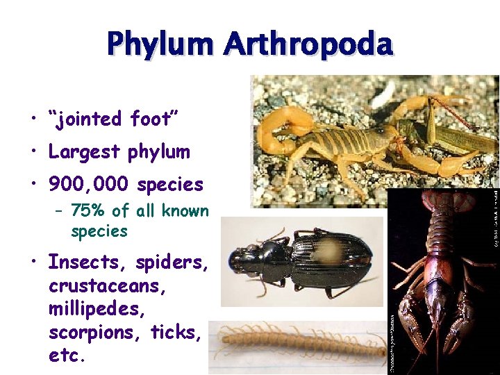 Phylum Arthropoda • “jointed foot” • Largest phylum • 900, 000 species – 75%