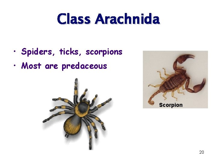 Class Arachnida • Spiders, ticks, scorpions • Most are predaceous Scorpion 20 