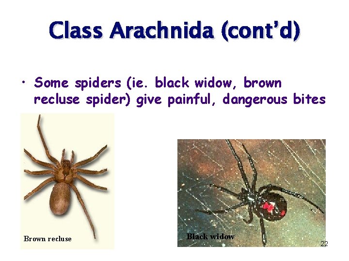 Class Arachnida (cont’d) • Some spiders (ie. black widow, brown recluse spider) give painful,