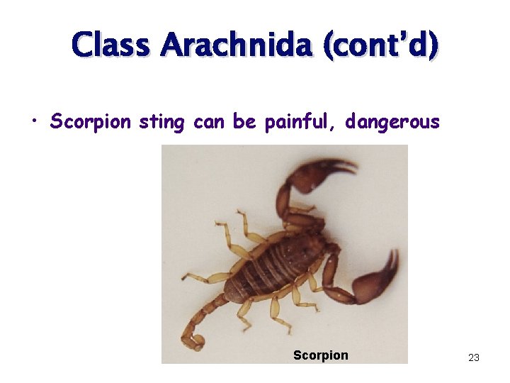 Class Arachnida (cont’d) • Scorpion sting can be painful, dangerous Scorpion 23 