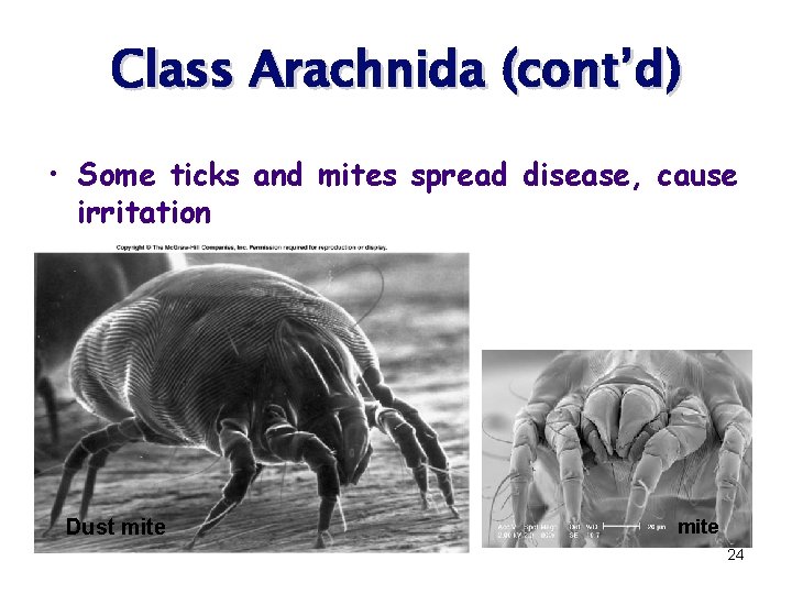 Class Arachnida (cont’d) • Some ticks and mites spread disease, cause irritation Dust mite