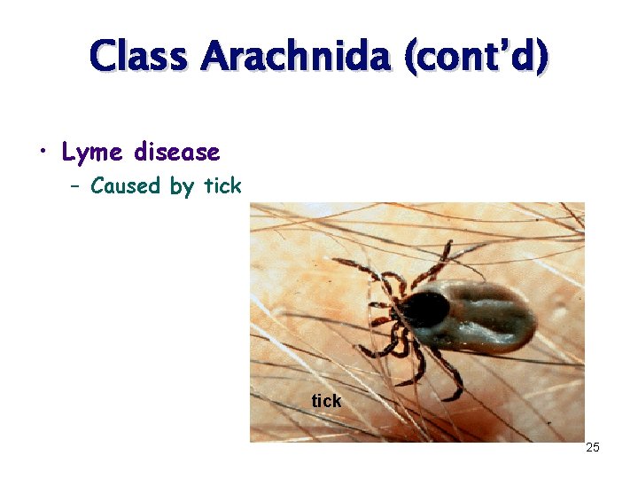 Class Arachnida (cont’d) • Lyme disease – Caused by tick 25 