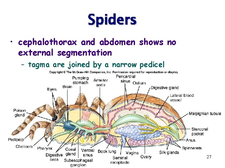 Spiders • cephalothorax and abdomen shows no external segmentation – tagma are joined by