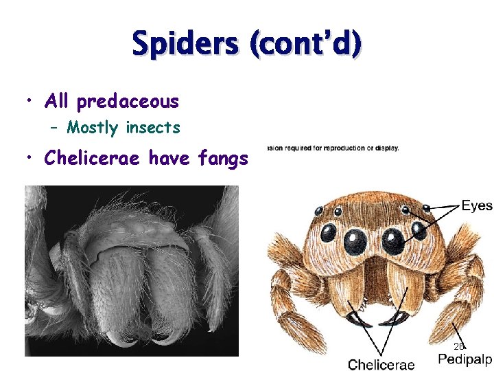 Spiders (cont’d) • All predaceous – Mostly insects • Chelicerae have fangs 28 