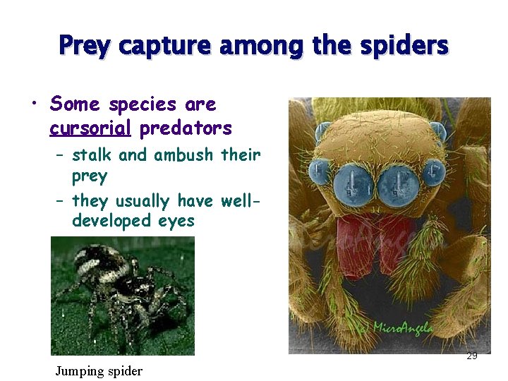 Prey capture among the spiders • Some species are cursorial predators – stalk and