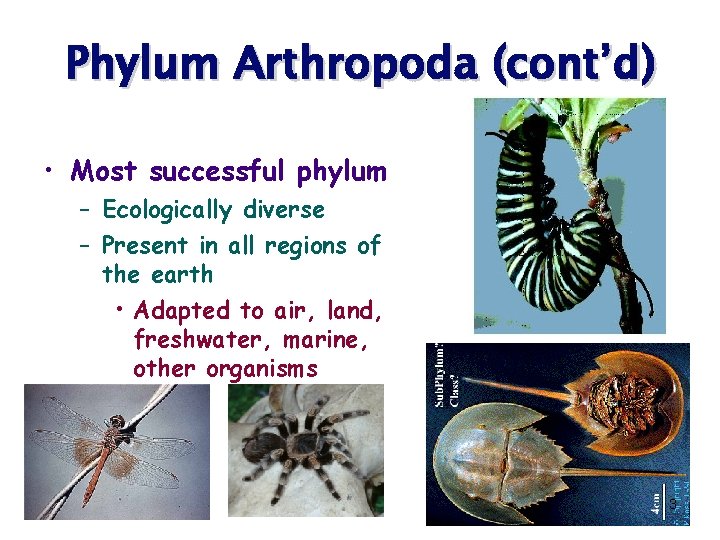 Phylum Arthropoda (cont’d) • Most successful phylum – Ecologically diverse – Present in all