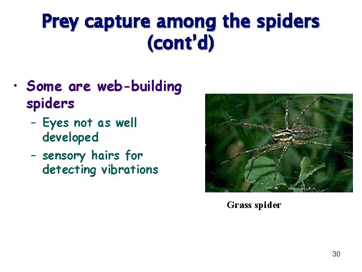 Prey capture among the spiders (cont’d) • Some are web-building spiders – Eyes not