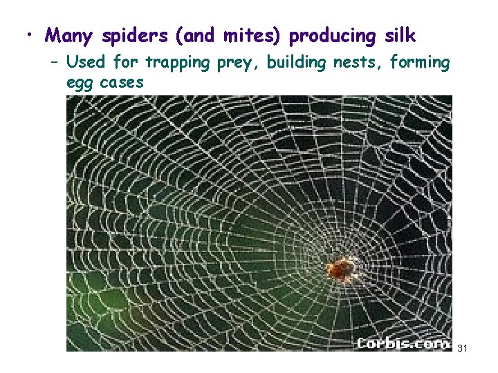  • Many spiders (and mites) producing silk – Used for trapping prey, building