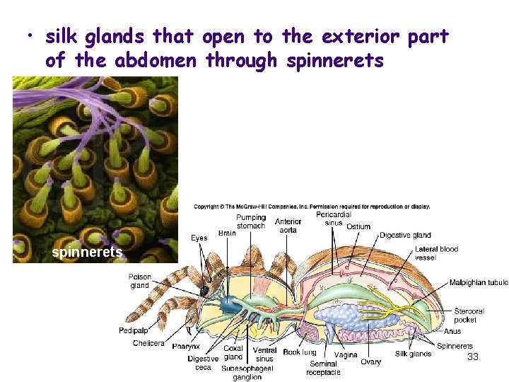  • silk glands that open to the exterior part of the abdomen through