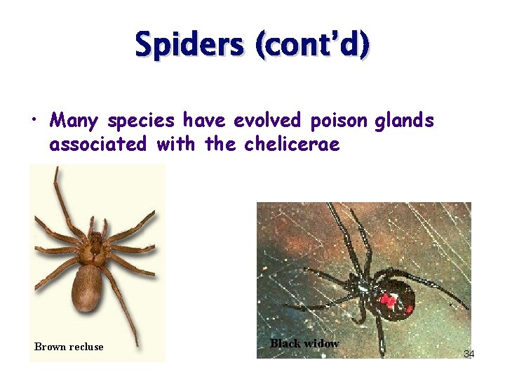 Spiders (cont’d) • Many species have evolved poison glands associated with the chelicerae Brown