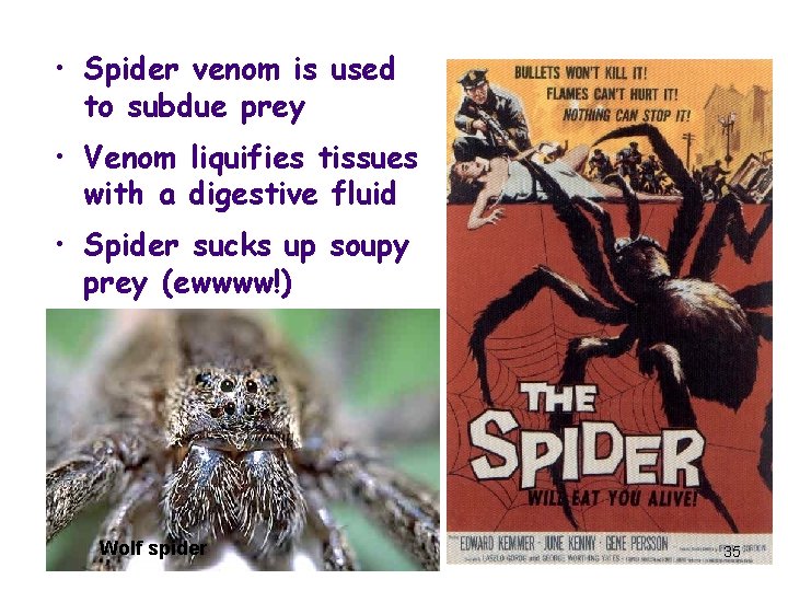  • Spider venom is used to subdue prey • Venom liquifies tissues with