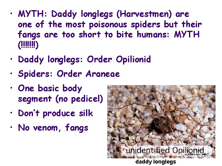  • MYTH: Daddy longlegs (Harvestmen) are one of the most poisonous spiders but