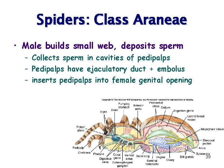 Spiders: Class Araneae • Male builds small web, deposits sperm – Collects sperm in