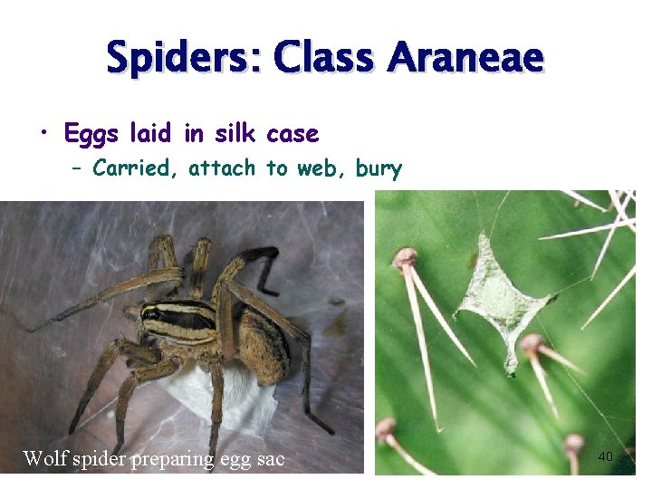 Spiders: Class Araneae • Eggs laid in silk case – Carried, attach to web,