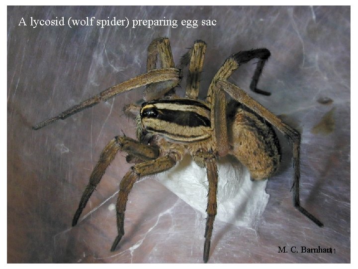 A lycosid (wolf spider) preparing egg sac M. C. Barnhart 41 