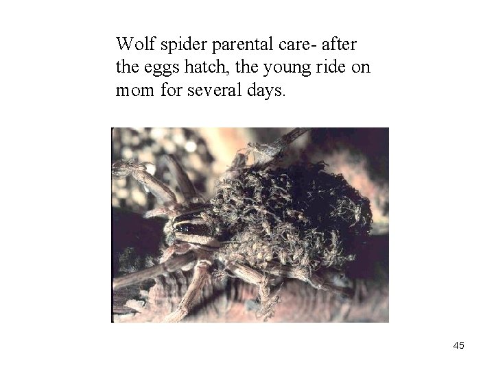 Wolf spider parental care- after the eggs hatch, the young ride on mom for