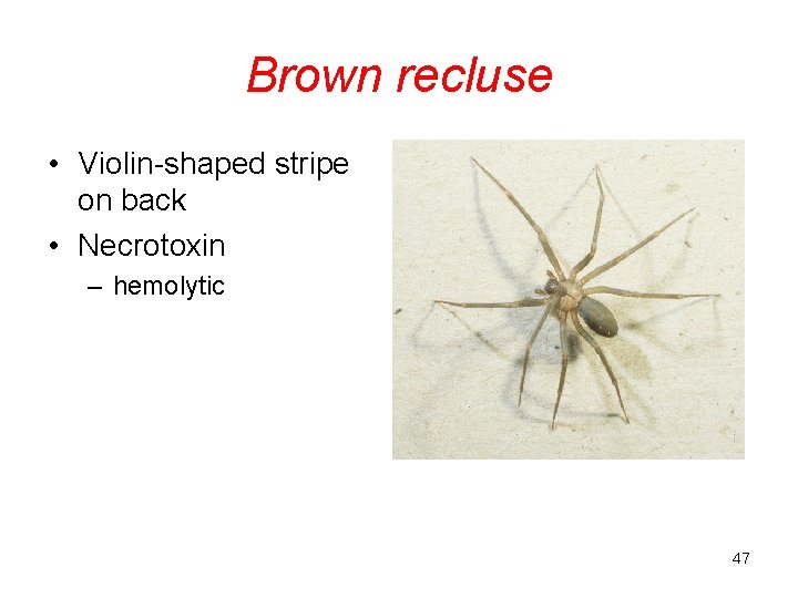 Brown recluse • Violin-shaped stripe on back • Necrotoxin – hemolytic 47 