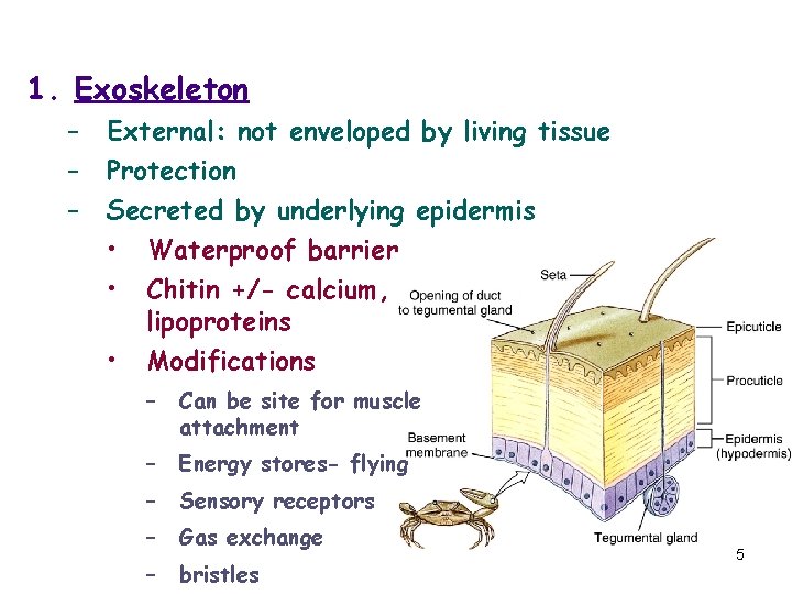 1. Exoskeleton – – – External: not enveloped by living tissue Protection Secreted by