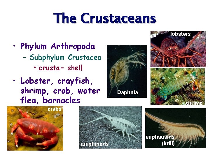 The Crustaceans lobsters • Phylum Arthropoda – Subphylum Crustacea • crusta= shell • Lobster,