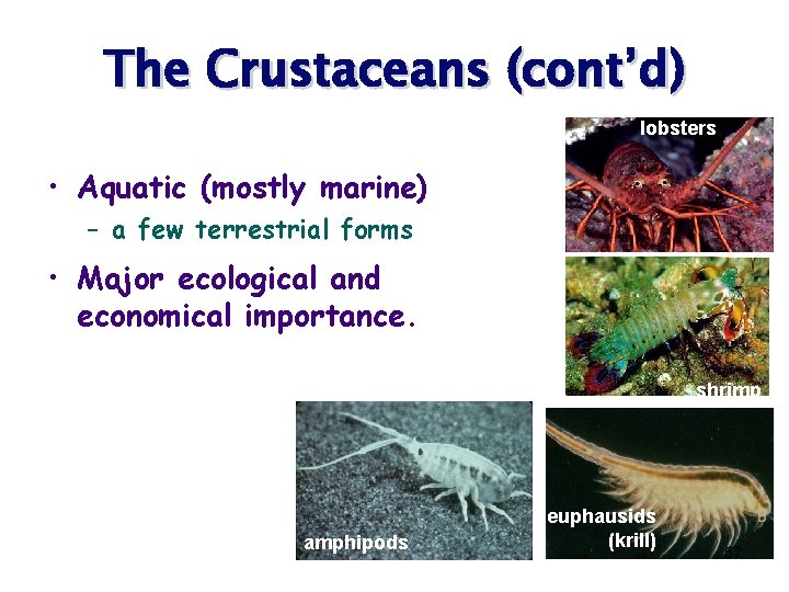 The Crustaceans (cont’d) lobsters • Aquatic (mostly marine) – a few terrestrial forms •