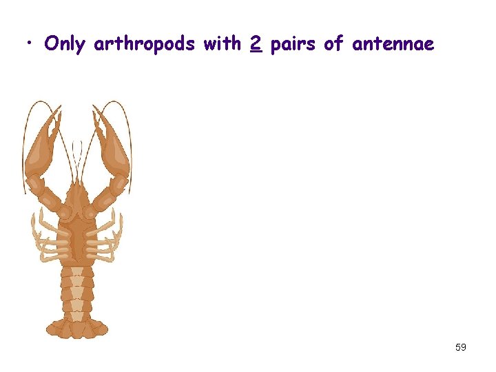  • Only arthropods with 2 pairs of antennae 59 