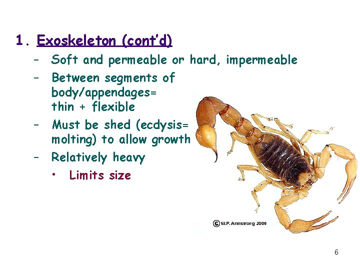 1. Exoskeleton (cont’d) – – Soft and permeable or hard, impermeable Between segments of