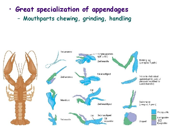  • Great specialization of appendages – Mouthparts chewing, grinding, handling 60 