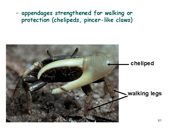 – appendages strengthened for walking or protection (chelipeds, pincer-like claws) cheliped walking legs 61