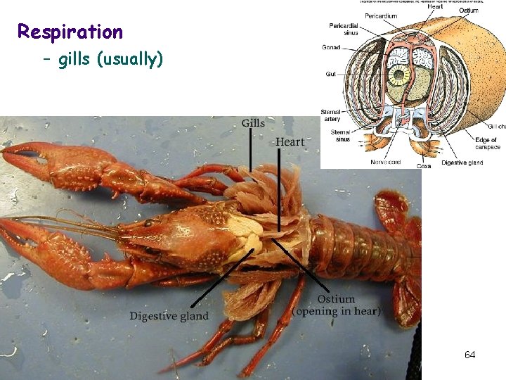 Respiration – gills (usually) 64 