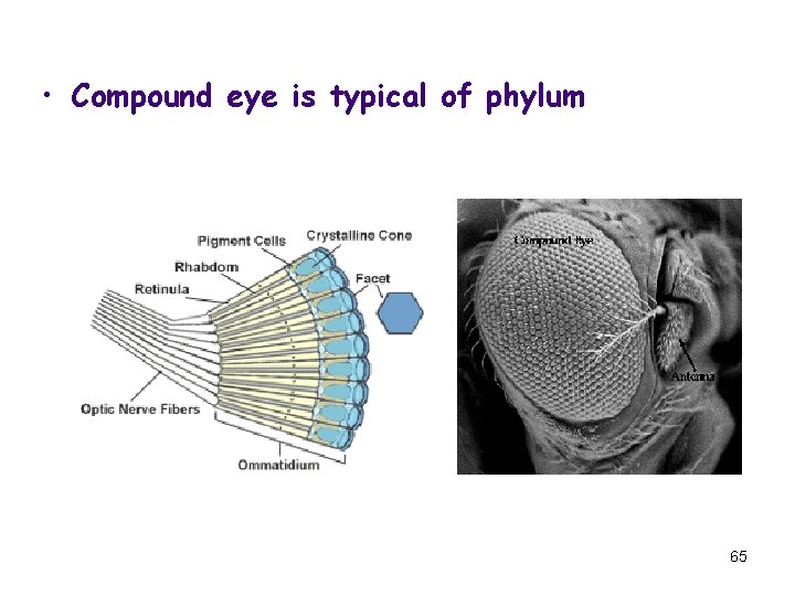  • Compound eye is typical of phylum 65 